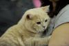 SofistiCAT 2018. Concursul celor mai frumoase pisici (GALERIE FOTO) 18612836