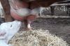 De ce un fermier i-a pus un sutien unei vaci 18616494