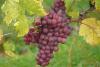 Lipsa brandului de ţară trimite vinurile româneşti la export cu pipeta 18618171