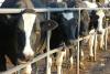 Industria laptelui, controlată de multinaţionale şi sufocată de importuri. Cum a pierdut România cinci milioane de vaci 18622416