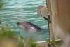 Un delfin, 46 de pinguini și mai mulți pești au fost abandonați într-un parc marin părăsit 18629793