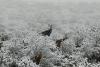 VIDEO + FOTO - Animalele de savană din Africa de Sud au avut parte de zăpadă 18631030