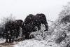 VIDEO + FOTO - Animalele de savană din Africa de Sud au avut parte de zăpadă 18631032