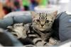 SofistiCAT toamna 2018. Concursul celor mai frumoase pisici (GALERIE FOTO) 18632538