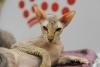 SofistiCAT toamna 2018. Concursul celor mai frumoase pisici (GALERIE FOTO) 18632560