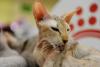 SofistiCAT toamna 2018. Concursul celor mai frumoase pisici (GALERIE FOTO) 18632561