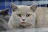 SofistiCAT toamna 2018. Concursul celor mai frumoase pisici (GALERIE FOTO) 18632565