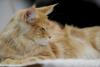 SofistiCAT toamna 2018. Concursul celor mai frumoase pisici (GALERIE FOTO) 18632572