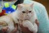SofistiCAT toamna 2018. Concursul celor mai frumoase pisici (GALERIE FOTO) 18632575