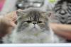 SofistiCAT toamna 2018. Concursul celor mai frumoase pisici (GALERIE FOTO) 18632576