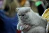 SofistiCAT 2019. Concursul celor mai frumoase pisici (GALERIE FOTO) 18654314