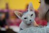 SofistiCAT 2019. Concursul celor mai frumoase pisici (GALERIE FOTO) 18654318