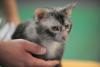 SofistiCAT 2019. Concursul celor mai frumoase pisici (GALERIE FOTO) 18654323