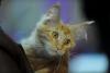 SofistiCAT 2019. Concursul celor mai frumoase pisici (GALERIE FOTO) 18654328