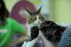 SofistiCAT 2019. Concursul celor mai frumoase pisici (GALERIE FOTO) 18654330