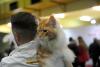 SofistiCAT 2019. Concursul celor mai frumoase pisici (GALERIE FOTO) 18654334