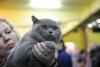SofistiCAT 2019. Concursul celor mai frumoase pisici (GALERIE FOTO) 18654338
