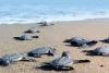 La plajă cu... ţestoasele Caretta-Caretta, pe insula Zakynthos 18655553
