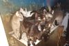 Poliția Animalelor: 41 de pisici erau ținute de ani de zile la limita supraviețuirii, în beznă, în bucătăria unui apartament aflat în sectorul 6 18656322