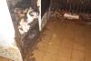 Poliția Animalelor: 41 de pisici erau ținute de ani de zile la limita supraviețuirii, în beznă, în bucătăria unui apartament aflat în sectorul 6 18656323