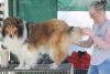 GALERIE FOTO. Cei mai frumoși câini la București 18667249