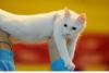 SofistiCAT toamna 2019. Concursul celor mai frumoase pisici (GALERIE FOTO) 18679101