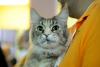 SofistiCAT toamna 2019. Concursul celor mai frumoase pisici (GALERIE FOTO) 18679103
