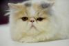 SofistiCAT toamna 2019. Concursul celor mai frumoase pisici (GALERIE FOTO) 18679104