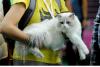 SofistiCAT toamna 2019. Concursul celor mai frumoase pisici (GALERIE FOTO) 18679105