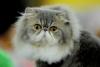 SofistiCAT toamna 2019. Concursul celor mai frumoase pisici (GALERIE FOTO) 18679108