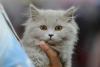 SofistiCAT toamna 2019. Concursul celor mai frumoase pisici (GALERIE FOTO) 18679113