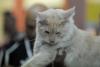 SofistiCAT toamna 2019. Concursul celor mai frumoase pisici (GALERIE FOTO) 18679121