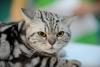 SofistiCAT toamna 2019. Concursul celor mai frumoase pisici (GALERIE FOTO) 18679132