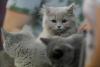 SofistiCAT toamna 2019. Concursul celor mai frumoase pisici (GALERIE FOTO) 18679141