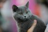 SofistiCAT toamna 2019. Concursul celor mai frumoase pisici (GALERIE FOTO) 18679142
