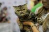 SofistiCAT toamna 2019. Concursul celor mai frumoase pisici (GALERIE FOTO) 18679144