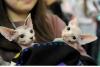 SofistiCAT toamna 2019. Concursul celor mai frumoase pisici (GALERIE FOTO) 18679145