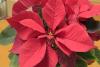 Recomandarea săptămânii: Cum îngrijim Crăciunițele – cele mai frumoase flori ale iernii 18689603