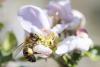Albinele, specie pe cale de dispariție 18717569