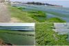 Tone de alge aduse la mal pe litoralul românesc. „O nouă maree verde ne-a lovit în doar câteva ore” 18718506