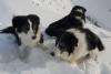 Salvatorii din avalanșe. Câinii, de 30 de ori mai eficienți decât oamenii 18735286