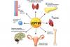 „Stratagema Leptina”: manipularea organismului uman 18754197