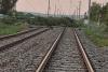 Cluj: Un plop doborât de vijelie pe calea ferată afectează traficul feroviar între Iclod și Bonțida 18754844
