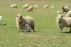 Premierul Cîțu a rezolvat problema exportului de ovine și caprine – prin eliminare 18755180