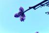 A înflorit liliacul în noiembrie! Vremea caldă a zăpăcit copacii  18806746