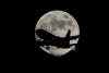 Imagini spectaculoase cu Luna Plină din noiembrie! 18808121
