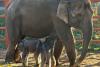 Miracol la grădina zoologică: Un elefant a născut gemeni 18809374