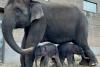 Miracol la grădina zoologică: Un elefant a născut gemeni 18809375