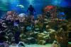 Avertisment ONU: Marea Barieră de Corali este în pericol! 18812296