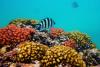 Avertisment ONU: Marea Barieră de Corali este în pericol! 18812297